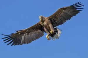 Golden Eagles Set to Return to English Skies After 150 Years