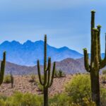 Teacher Captures Rare “Preaching” Cactus in Arizona
